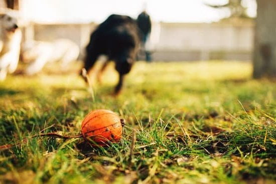 How to train your dog: Positive reinforcement, classes, and consistency lead to success
