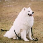 Why Do Potty Trained Dogs Pee in the House why do potty trained dogs pee in the house