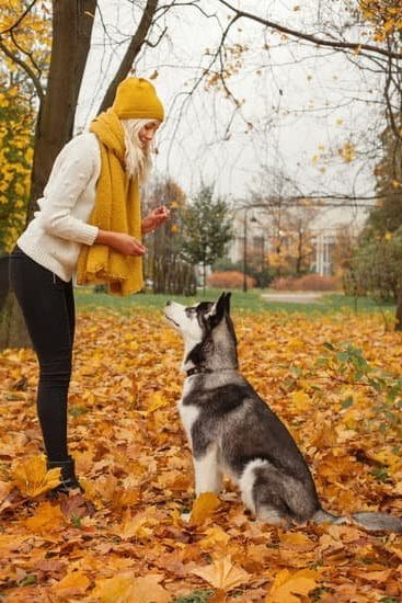 How are autism service dogs trained: Essential skills for supporting individuals on the spectrum