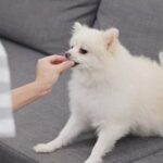 What Kind of Training Cna I Do With My Dog Explore various training options for your dog, including obedience, agility, and socialization