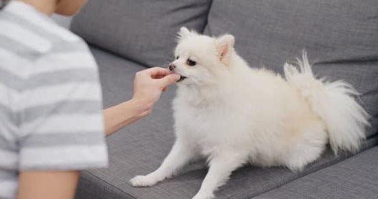 What Kind of Training Cna I Do With My Dog 1 Explore various training options for your dog, including obedience, agility, and socialization