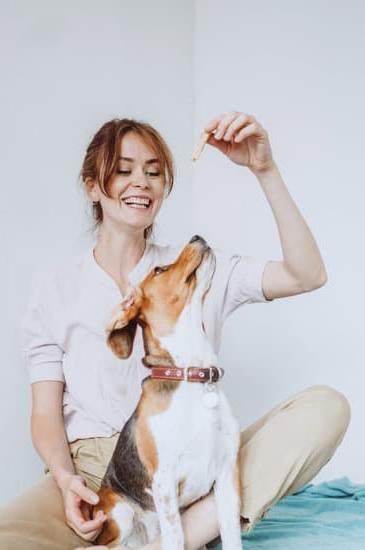 Should a Dog Be Scared of a Trainer 1 Dog Trainer helping a fearful dog – building trust and confidence