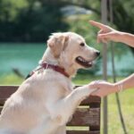 How Long to House Train Your Dog How long to house train your dog: A 4-week training plan for success