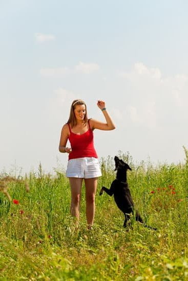 Step-by-step guide on how to train a Whippet dog for obedience and agility