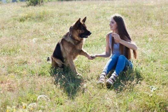 Step-by-step guide on how to train a tough dog to obey commands and behave properly