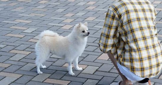 Proper timing: When do dogs get potty trained