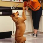 The easiest large dog to train: Golden Retriever – intelligent, loyal, and highly trainable