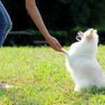 Step-by-step A Trainer Dog Collar Instructions