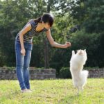 How to Train Your Dog to Sit Step by Step How to Train Your Dog to Sit: Step-by-Step Guide with Positive Reinforcement Techniques