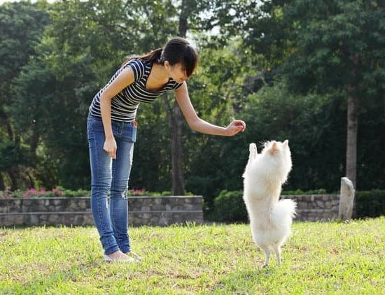 How to Train Your Dog to Sit: Step-by-Step Guide with Positive Reinforcement Techniques