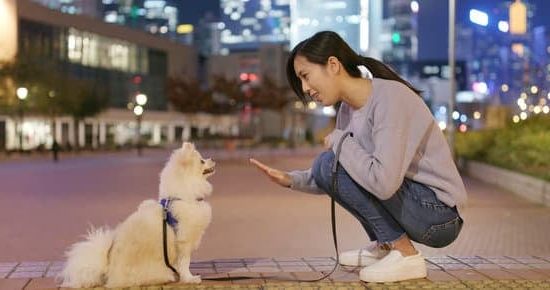 How Do Mama Dog Train a Puppy 1 Mother dog guiding puppy in training lessons