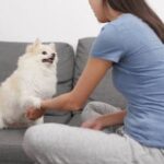 How to Train Dogs to Pee on Pads Step-by-step guide on how to train dogs to pee on pads effectively and easily