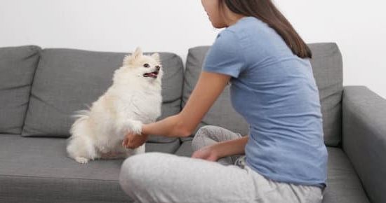 How to Train Dogs to Pee on Pads 1 Step-by-step guide on how to train dogs to pee on pads effectively and easily