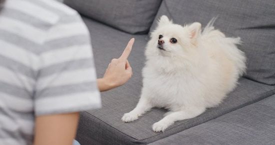 Do Trained Service Dogs Bark 1 Trained service dog barking during training session