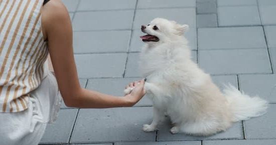 Why is my dog not toilet trained Tips for successful potty training