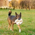 Can I Train a Dog Thats Not a Puppy Training a mature dog: tips for obedience and tricks, regardless of age or breed