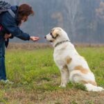 How to Find a Science Based Dog Trainer Step-by-step guide: How to Find a Science-Based Dog Trainer