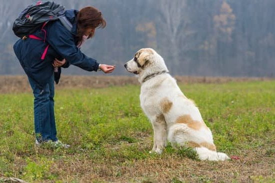 Step-by-step guide: How to Find a Science-Based Dog Trainer