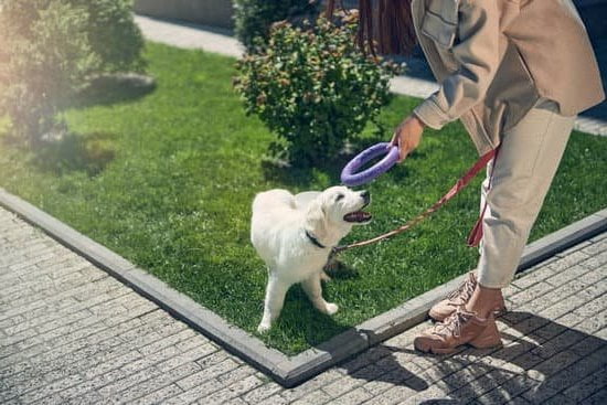 Step-by-step guide: How to train dog to roll over with positive reinforcement and patience