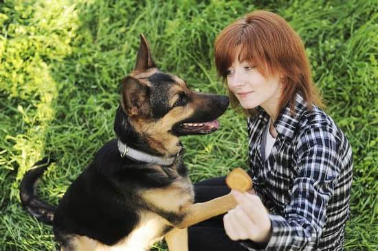 How to Train a Dog That Is Afraid of Everything 1 Overcoming fear: How to train a dog that is afraid of everything