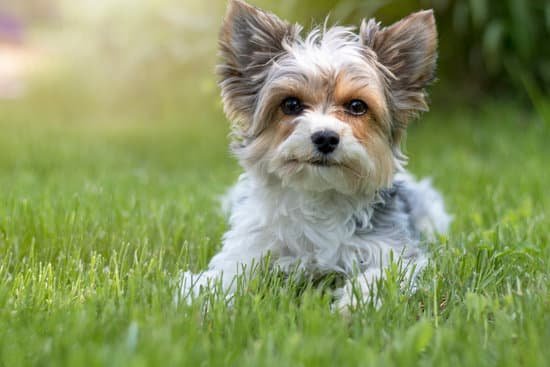 How Much Is Sam Ivy Dog Training 1 How Much is Sam Ivy Dog Training: Experienced Trainers at Competitive Prices