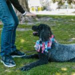 How to Train Dogs to Not Dig Holes How to Train Dogs to Not Dig Holes: Positive reinforcement, exercise, and proper boundaries
