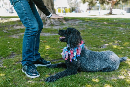 How to Train Dogs to Not Dig Holes 1 How to Train Dogs to Not Dig Holes: Positive reinforcement, exercise, and proper boundaries