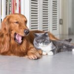 Are Tsa Dogs Trained to Smell Weed Highly trained TSA dogs detect narcotics, including marijuana, to ensure airport safety
