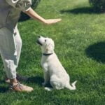 Can Dogs Be Trained to Smell Viruses Training dogs for virus scent detection: Caring for public health with skilled canine abilities