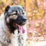 How to Make a Dog Training Sleeve How to Make a Dog Training Sleeve: Step-by-Step Guide
