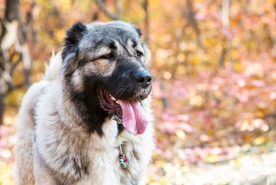 How to Make a Dog Training Sleeve 1 How to Make a Dog Training Sleeve: Step-by-Step Guide