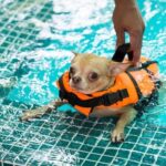 Can You Take a Small Dog on Amtrack Train Bring Your Small Dog Along on Amtrak Train Rides for a Cozy Journey