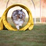 Step-by-step guide on how to train your dog to walk up ramp safely