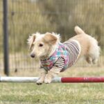 Step-by-step guide on how to train your dog not to go outside on command