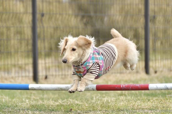 Step-by-step guide on how to train your dog not to go outside on command