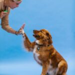 How to Easily Train a Dog Step-by-step guide on how to easily train a dog at home