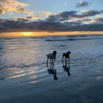 How to Train the Perfect Dog How to Train the Perfect Dog: Step-by-Step Guide for Obedience and Behavior Modification