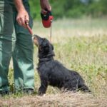 How Much Is Dog Boarding and Training - Affordable and Professional Canine Care and Education Services