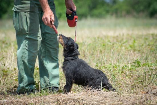 How Much Is Dog Boarding and Training 1 How Much Is Dog Boarding and Training - Affordable and Professional Canine Care and Education Services