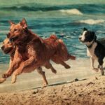 How to become a dog trainer in Belgium: Professional training program for aspiring trainers