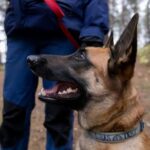 How Do Africans Train Wild Dogs How do Africans train wild dogs: methods and techniques used in African wildlife conservation