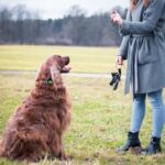 How to Train a Dog to Not Be Reactive Step-by-step guide on how to train a dog to not be reactive using positive reinforcement