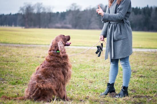 How to Train a Dog to Not Be Reactive 1 Step-by-step guide on how to train a dog to not be reactive using positive reinforcement