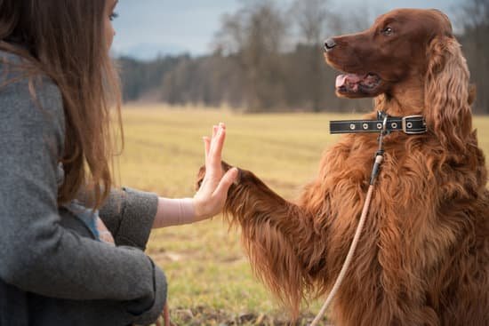 Step-by-step guide for how to get dog trained for emotional support
