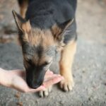 Find reputable dog training schools near me