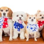 How to Train My Dog to Talk Step-by-step guide on how to train my dog to talk - expert tips