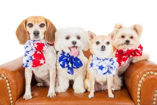 Step-by-step guide on how to train my dog to talk - expert tips