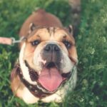 Why Are Some Dogs Easier to Train Than Others Why are some dogs easier to train than others: breed, temperament, and socialization factors