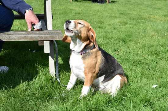 American police dogs are trained in German to utilize specialized commands and increase their effectiveness in operations