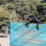 Step-by-step guide on how to train your working dog effectively and efficiently